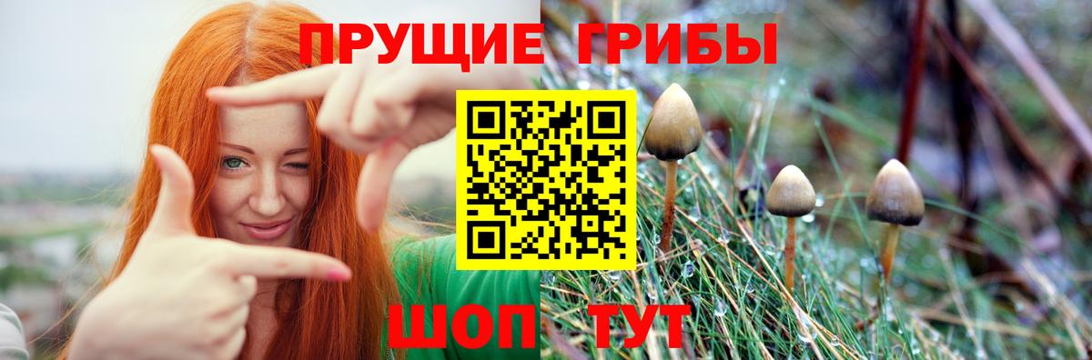 Псилоцибиновые грибы Cubensis Анапа